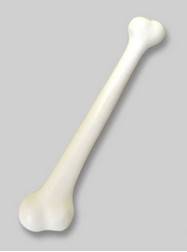 Plush Dolls & Toys - Jumbo White Bone