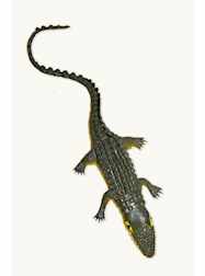 Plush Dolls & Toys - PLASTIC CRABS 2 DOZEN - Copy